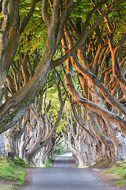 Dark Hedges near Stanocum, County Antrim, Ulster, Northern Ireland, United Kingdom, Europe