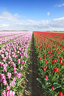 Pink and red tulips in vast field, Yersekendam, Zeeland province, Netherlands, Europe