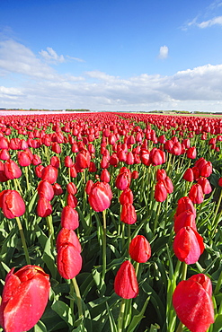 Red tulips in field, Yersekendam, Zeeland province, Netherlands, Europe