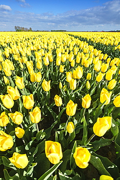 Yellow tulips in a field, Yersekendam, Zeeland province, Netherlands, Europe