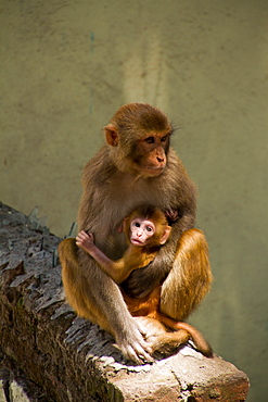 Monkeys of the Swayambhunath Monkey Temple, Kathmandu, Nepal, Asia