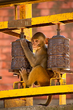 Monkey and Buddhist prayer wheels, the Swayambhunath Monkey Temple, Kathmandu, Nepal, Asia