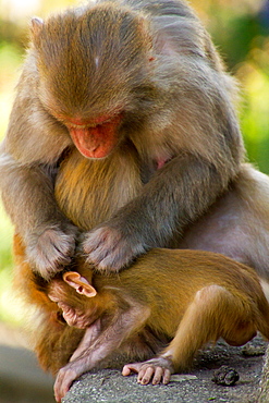 Monkeys of the Swayambhunath Monkey Temple, Kathmandu, Nepal, Asia