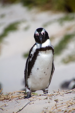 African penguin on Boulder's Beach, Cape Town, South Africa, Africa