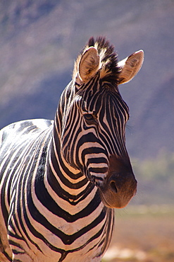 A zebra, Aquila Safari Game Reserve, Cape Town, South Africa, Africa