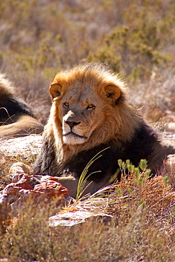 A lion, Aquila Safari Game Reserve, Cape Town, South Africa, Africa