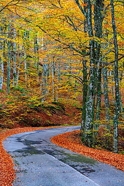 Forest in autumn, Casentinesi Forests National Park, Apennines, Tuscany, Italy, Europe