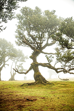 fanal laurel forest in madeira with majestic ancient trees
