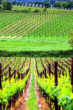 Green vineyard, Tuscany, Italy, Europe