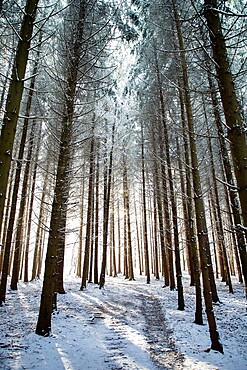 Winter forest in Chinteni, Transylvania, Romania, Europe