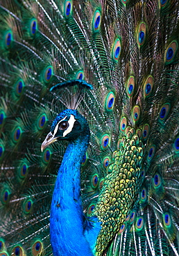 Indian Peacock (Pavo Cristatus) plumage display in the grounds of Barcelona Zoo, Catalonia, Spain, Europe