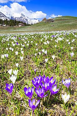 Flowering of crocus nivea at Alp Flix, Sur, Surses, Parc Ela, Region of Albula, Canton of Graubunden, Switzerland, Europe