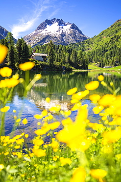 Summer flowers at Lake Cavloc, Forno Valley, Maloja Pass, Engadine, Graubunden, Switzerland, Europe