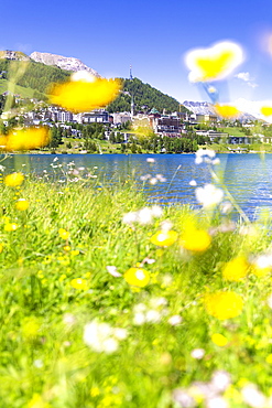 Summer flowers in Sankt Moritz (St. Moritz), Engadine, Graubunden, Switzerland, Europe