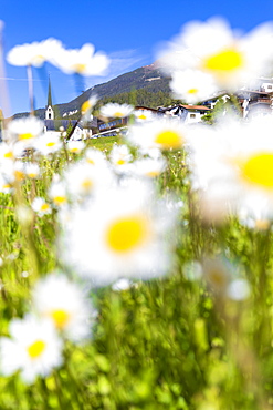 Daisy flowers in Davos Wiesen, Parc Ela, Prettigau/Davos, Graubunden, Switzerland, Europe