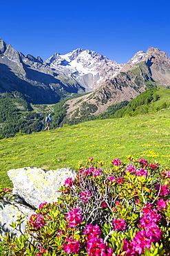 Hiker and rhododendron flowers, with Mount Disgrazia in the background, Scermendone, Valmasino, Valtellina, Lombardy, Italy, Europe