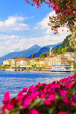 Flowers on the lake side of Bellagio, Province of Como, Lake Como, Italian Lakes, Lombardy, Italy, Europe