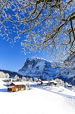 Traditional houses after a snowfall, Grindelwald, Canton of Bern, Switzerland, Europe