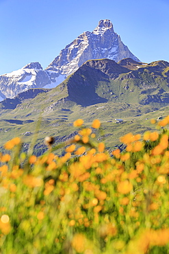 Summer blooms with the Matterhorn in the background, Cheneil, Valtournanche, Aosta Valley, Italy, Europe