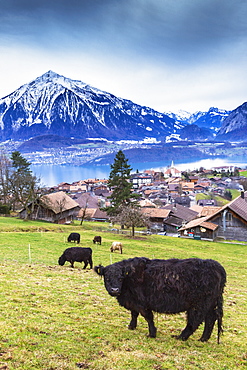 Cow grazing at Sigriswil, Canton of Bern, Switzerland, Europe