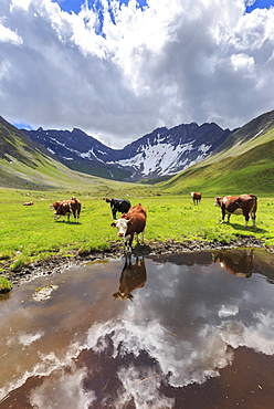 Cows drink in a puddle in the Malatra Valley. Ferret Valley, Courmayeur, Aosta Valley, Italy, Europe