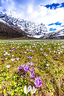 Flowering of Crocus nivea in Val Radons (Radons Valley), Albula region, Canton of Grisons (Graubunden), Switzerland, Europe