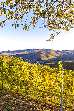 Vineyard of Barolo wine region in autumn, Serralunga d'Alba, Langhe, Piedmont, Italy, Europe