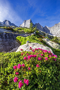 Rhododendrons in flower with the Pizzo Badile in the background, Bregaglia valley, Graubunden, Switzerland, Europe