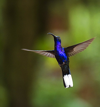 Hummingbird in the Monteverde Cloud Forest, Puntarenas Province, Costa Rica, Central America