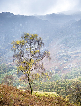 Lone tree, Grange, Lake District, Cumbria, England, United Kingdom, Europe