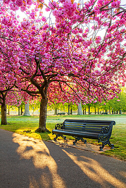 Cherry blossom in Greenwich Park, London, England, United Kingdom, Europe