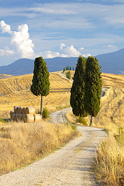 Cypress trees and fields in the afternoon sun at Agriturismo Terrapille (Gladiator Villa) near Pienza in Tuscany, Italy, Europe