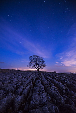 A lone tree on the limestone pavement on the hills above the village of Malham in the Yorkshire Dales, Yorkshire, England, United Kingdom, Europe