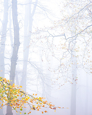 Heavy fog amongst Beech trees in autumn with their attractively coloured leaves at Woodbury Castle, near Exmouth, Devon, England, United Kingdom, Europe