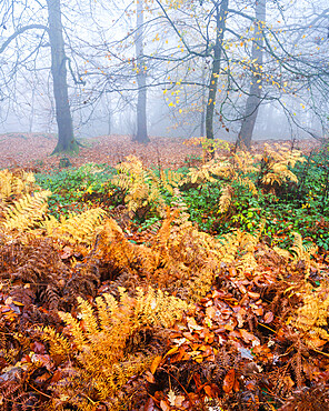 Heavy fog, Beeches with bracken in autumn with their attractively coloured leaves at Woodbury Castle, near Exmouth, Devon, England, United Kingdom, Europe