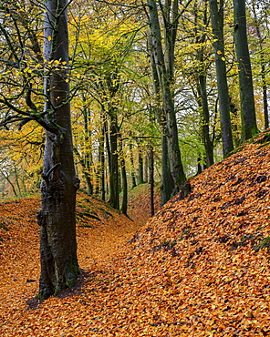 Beech trees in autumn with their attractively coloured leaves at Woodbury Castle, near Exmouth, Devon, England, United Kingdom, Europe