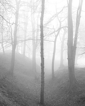 Beech trees in winter fog at Woodbury Castle, near Exmouth, Devon, England, United Kingdom, Europe