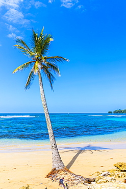 A view of a palm tree and the Caribbean sea off Bocas del Drago beach, Colon Island, Bocas del Toro Islands, Panama, Central America