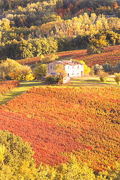 Vineyards of Sagrantino di Montefalco in autumn, Umbria, Italy, Europe