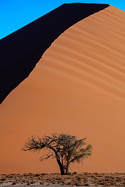 Sossusvlei National Park, sunset at Dune along the main highway to Deadvlei, Namibia, Africa