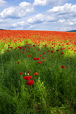 A field of poppies set in the beautiful Derbyshire countryside, Baslow, Derbyshire, England, United Kingdom, Europe