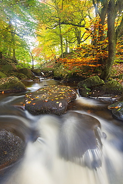 Autumn colours at Padley Gorge, Peak District National Park, Derbyshire, England, United Kingdom, Europe