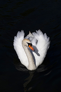 White swan swimming in a lake on black background, Copenhagen, Denmark, Europe