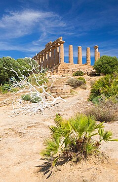 View to the hilltop Temple of Hera (Temple of Juno), UNESCO World Heritage Site, Valley of the Temples, Agrigento, Sicily, Italy, Mediterranean, Europe