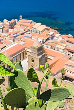 Prickly pear cactus (Opuntia ficus-indica) growing on La Rocca, high above the Old Town, Cefalu, Palermo, Sicily, Italy, Mediterranean, Europe