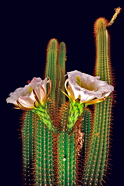 The large white blossoms of the night blooming Trichocereus Spachianus Cactus (Golden Torch Cactus), Arizona, United States of America, North America