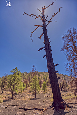A burned tree below a volcanic cinder hill in the Coconino National Forest near Sunset Crater National Monument Arizona.