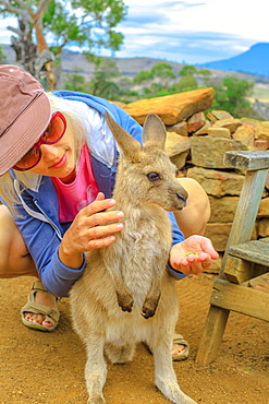 Woman feeding little kangaroo (Macropus rufus) by hand outdoors, Australian marsupial animal, New South Wales, Australia, Pacific