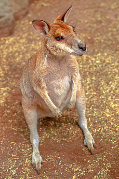 Wallaby on the ground outdoors, New South Wales, Australia, Pacific