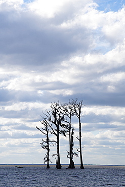 Swamp trees silhouetted against the blue sky near New Orleans, Louisiana, United States of America, North America